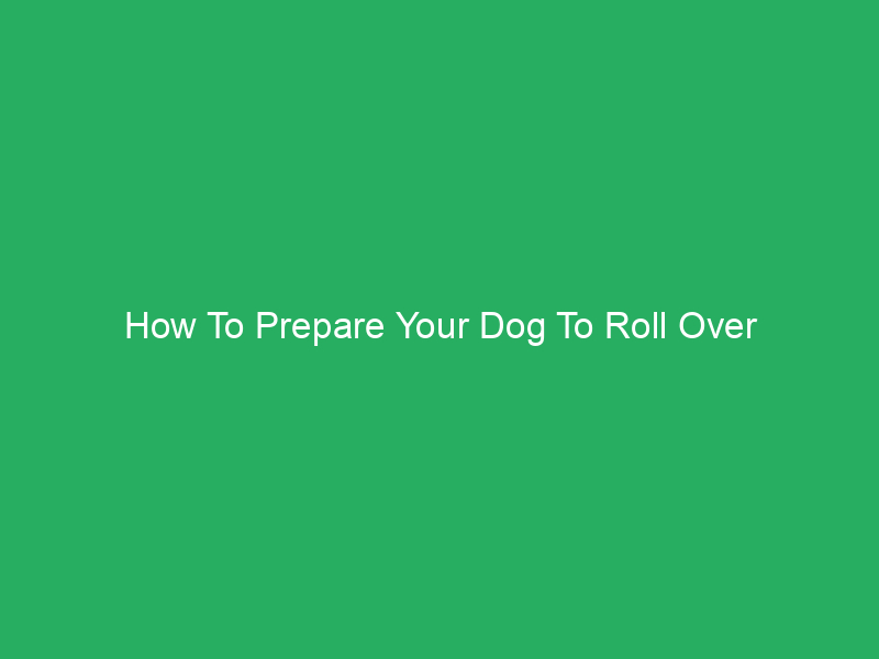 How To Prepare Your Dog To Roll Over